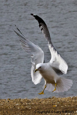 Gull, Ring-billed