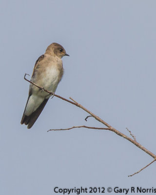 Swallow, Northern Rough-winged IMG_1523.jpg