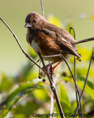 Towhee, Eastern IMG_9134.jpg