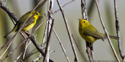 Warbler, Wilson's IMG_9136.jpg