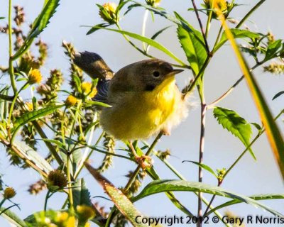 Yellowthroat, Common IMG_9160.jpg