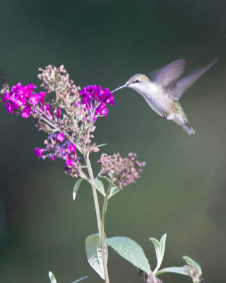 Hummingbird, Ruby-throated IMG_9215.jpg