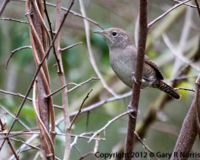 Wren, House IMG_9244.jpg