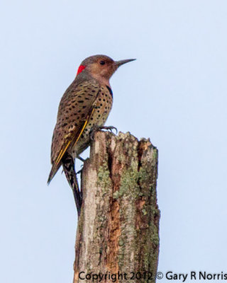 Flicker, Northern IMG_9306-Edit.jpg