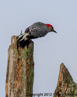 Woodpecker, Red-bellied IMG_9310.jpg
