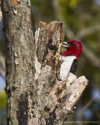 Woodpecker, Red-headed IMG_9398.jpg