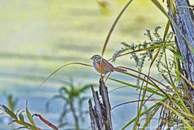 Sparrow, Swamp IMG_9430.jpg