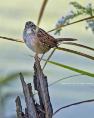 Sparrow, Swamp IMG_9433.jpg