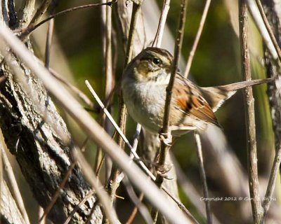 Sparrow, Swamp IMG_9451.jpg
