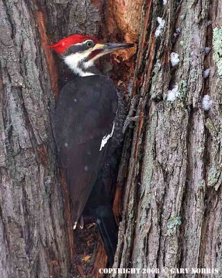 Woodpecker, Pileated