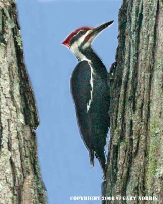 Woodpecker, Pileated