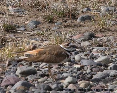 Killdeer