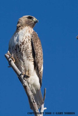 Hawk, Red-tailed IMG_3645.jpg