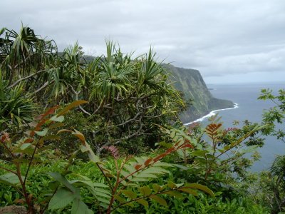 Waipio Canyon, on per baixar a la platja has de baixar una carretera (a peu) d'un 25% de pendent... i després pujar-la, és clar!