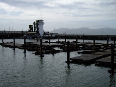 pier 69... està ple de lleons marins que un dia van decidir que san francisco seria una bona llar