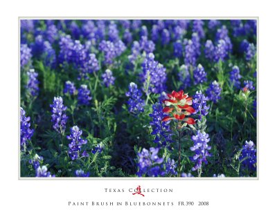 Texas_Austin_Wildflowers_Paint Brush Among Blue Bonnets