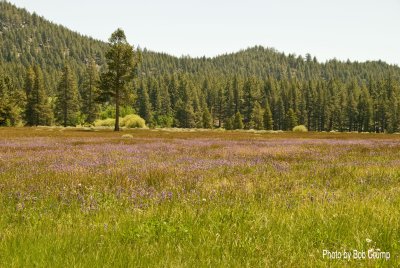 High Alpine Meadow by Spooner Lake.jpg