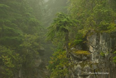 Christine Falls-Tree in Mist.jpg