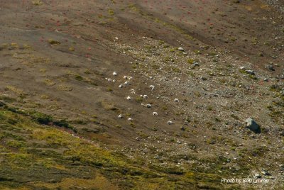 Mt Freamont Trail-Heard of Mountain Goats.jpg