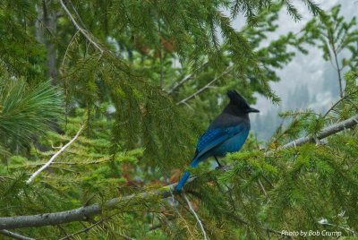 Stellar Jay on Mt. Rainier.jpg