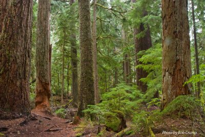 Twin firs trail_01.jpg