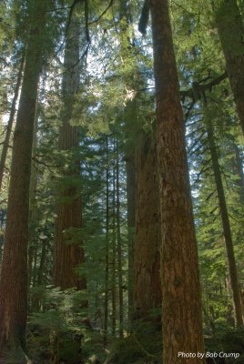 Twin firs trail_02.jpg