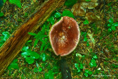 Twin Firs Trail-Mushroom.jpg
