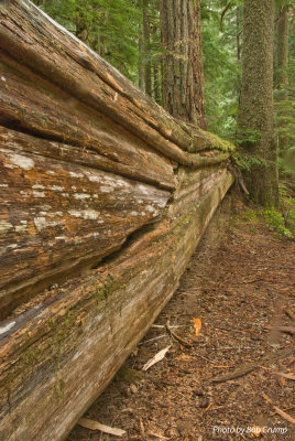 Twin Firs Trail-Old Growth Log_01.jpg