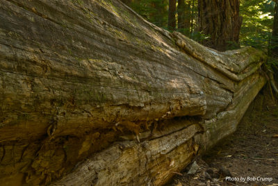 Twin Firs Trail-Old Growth Log_02.jpg