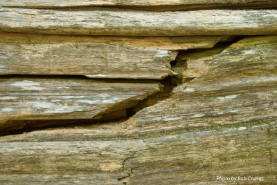 Twin Firs Trail-Old Growth Log_03.jpg