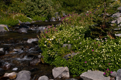 Mt Rainier-Paradise-4th Crossing Trail_0876.jpg