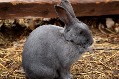 Junkyard Bunny