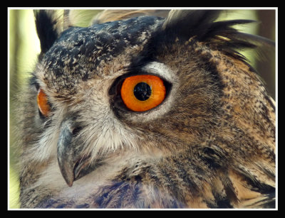 European Eagle Owl