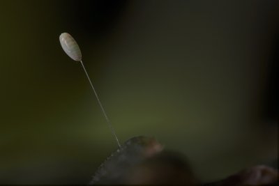 lacewing egg.JPG