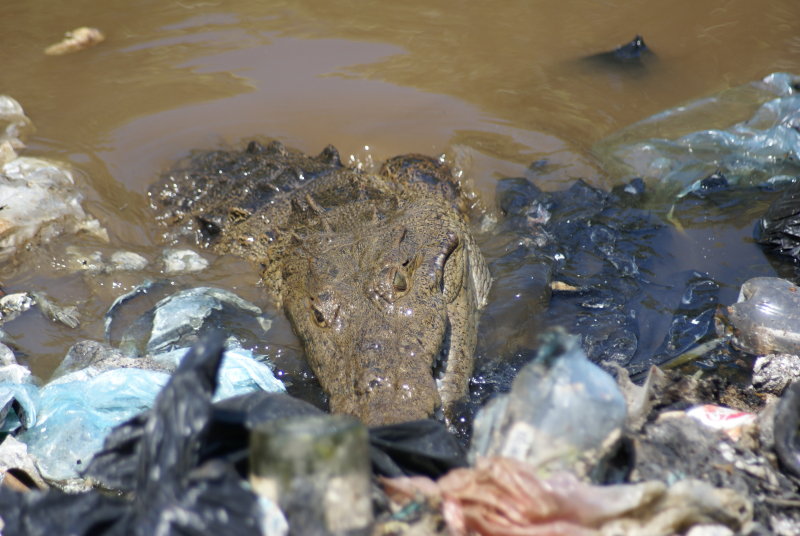Garbage again for lunch, Caye Caulker, Belize, Central America