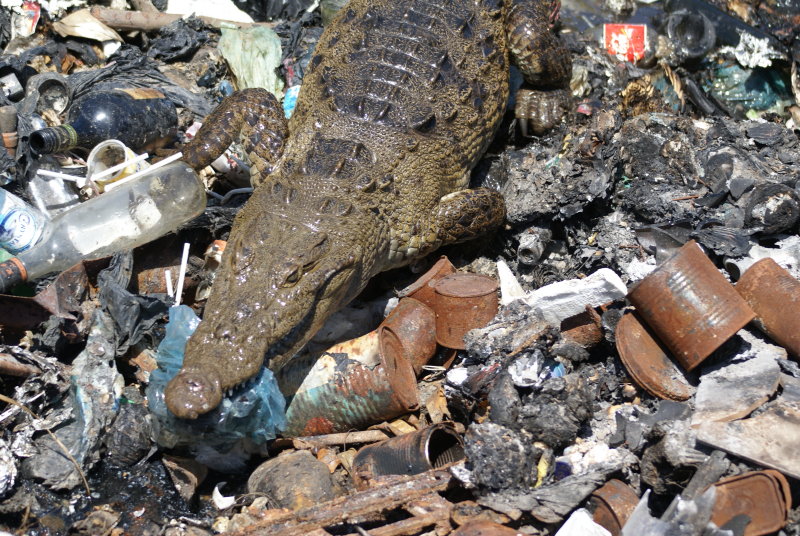 Croc-a-dumpster diving, Belize style 