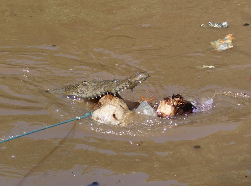 Fishing for crocs with a coconut.