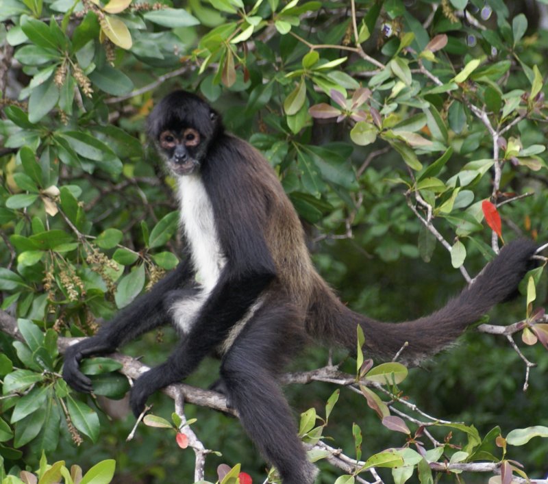 Spider Monkey