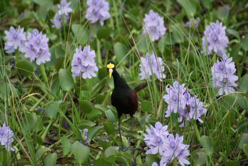 Northern Jacana