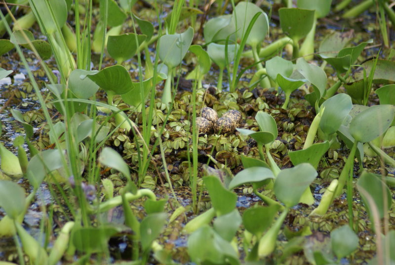 Northern Jacana nest and eggs