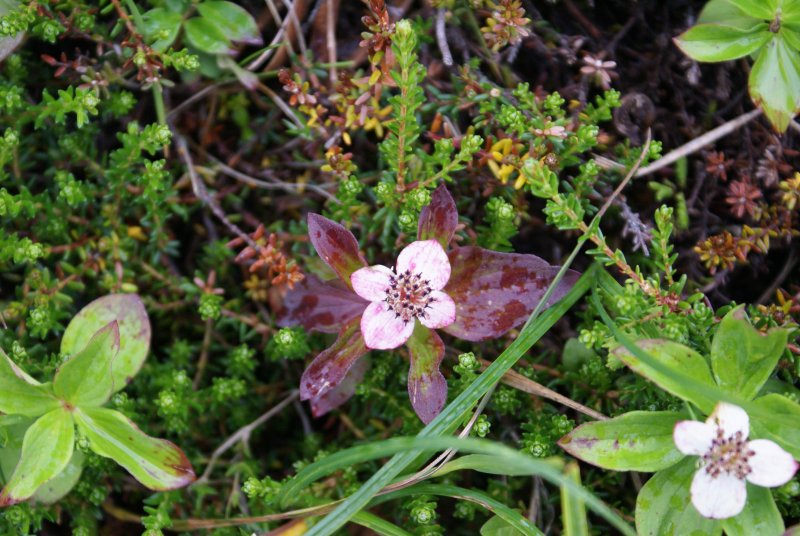 Rare pink dwarf dogwood.