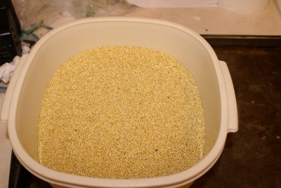 Millet seeds in a container.JPG