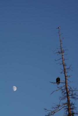 The Moon, the Magpie and the Eagle