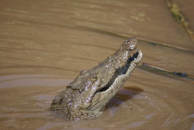 Junkyard croc, Caye Caulker, Belize, Central America