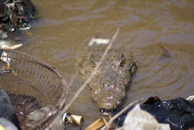 Central America's answer to Alaska's garbage bears, Caye Caulker, Belize