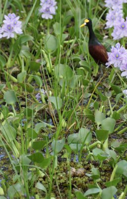 Northern Jacana nest and eggs