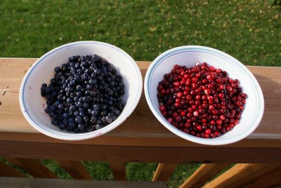 tundra_harvest_bounty