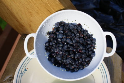 tundra_harvest_bounty