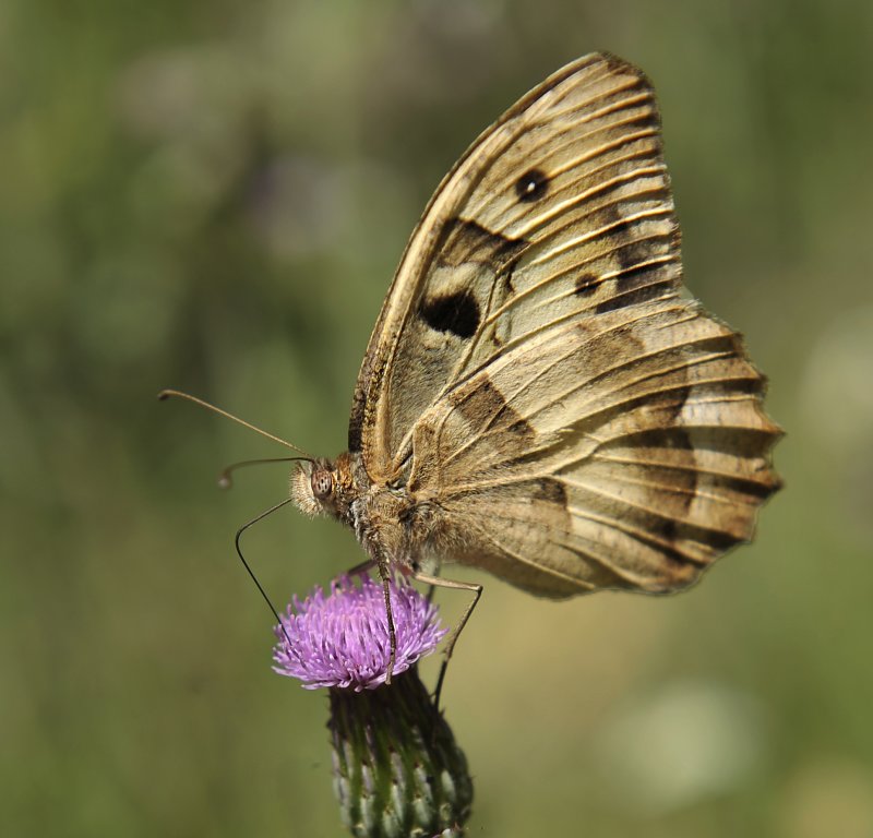 Parwaneh ( butterfly)