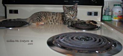 IMG_0422-copy.jpg